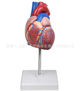 探索医药教学新境界 李记心脏病理模型助力诊疗精准之路