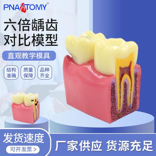 医药教学器材今日报价走势分析——以DNA双螺旋结构模型为例